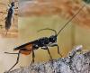 Doryctes sp.
